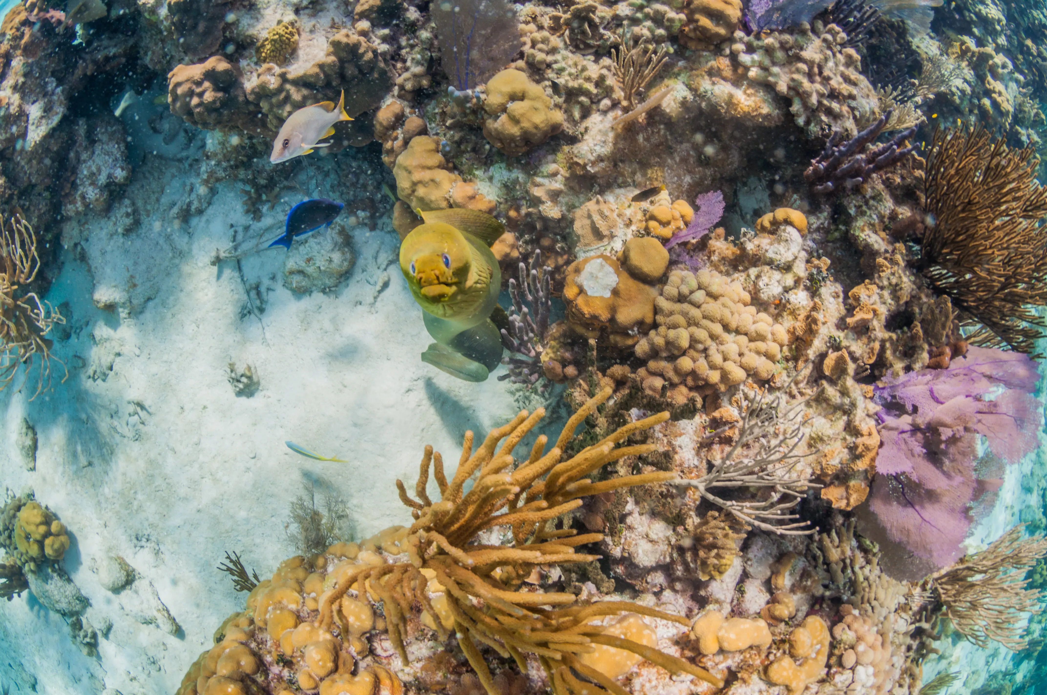 Aus den Korallen schwimmt eine grüne Muräne auf die Kamera zu.