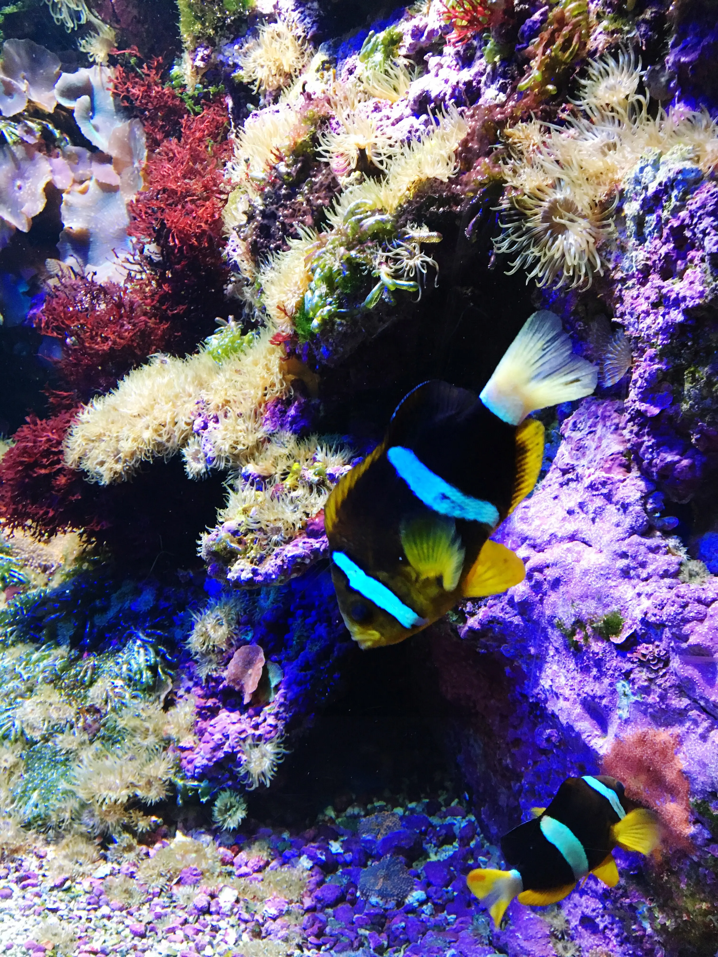 Nahaufnahme eines Fisches im Aquarium