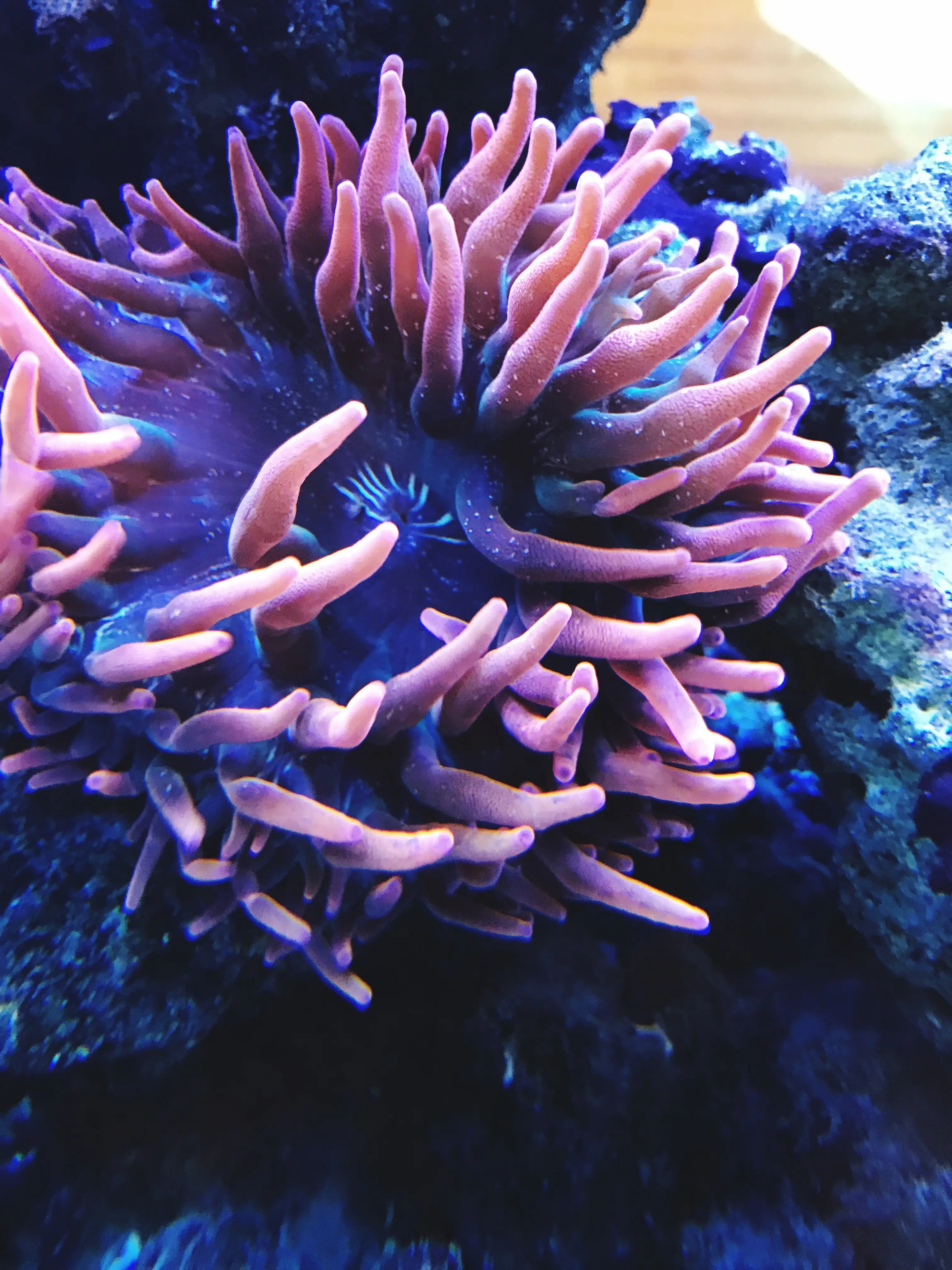 Nahaufnahme einer Koralle im Meer