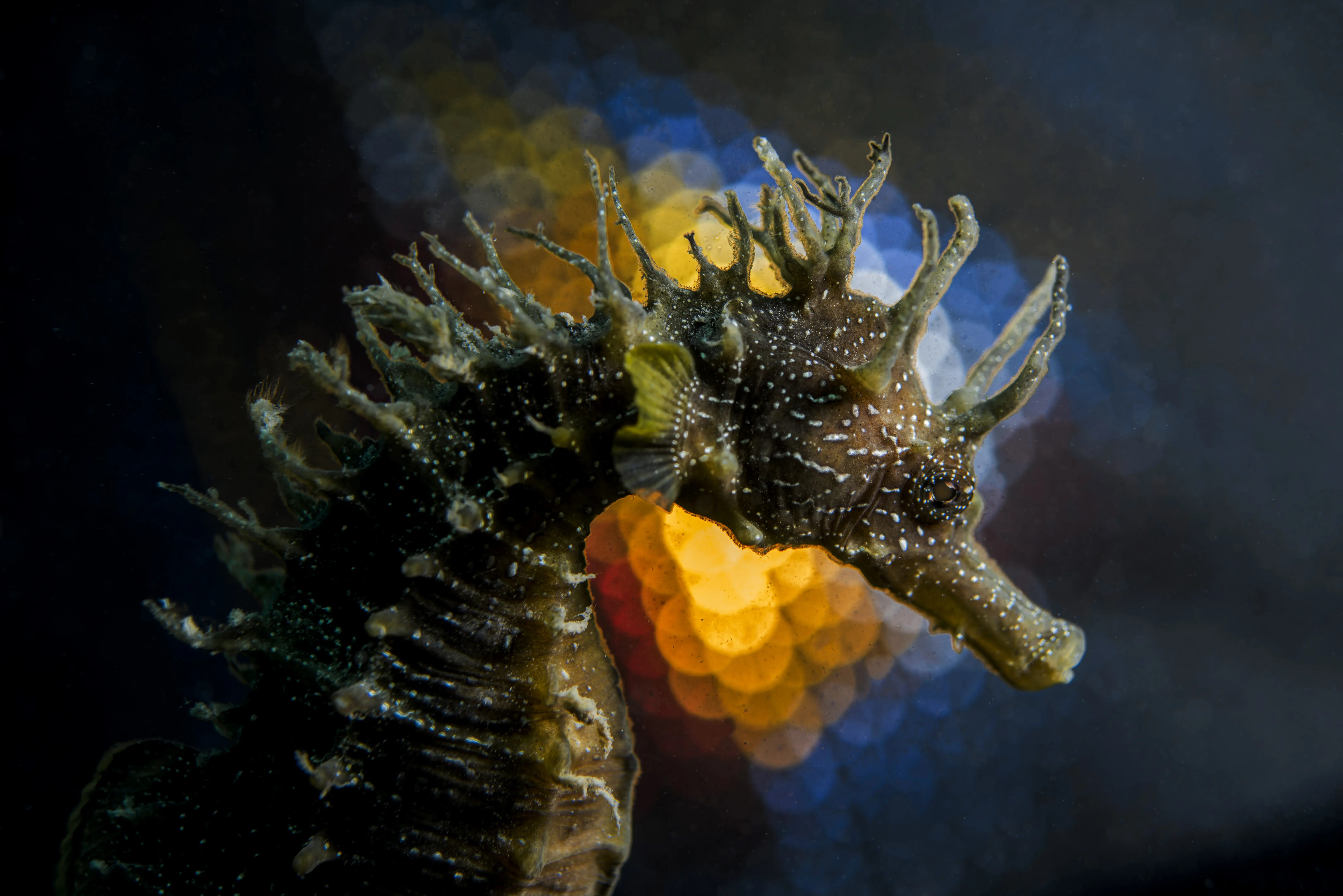 Nahaufnahme von gelben Blumen im Meer