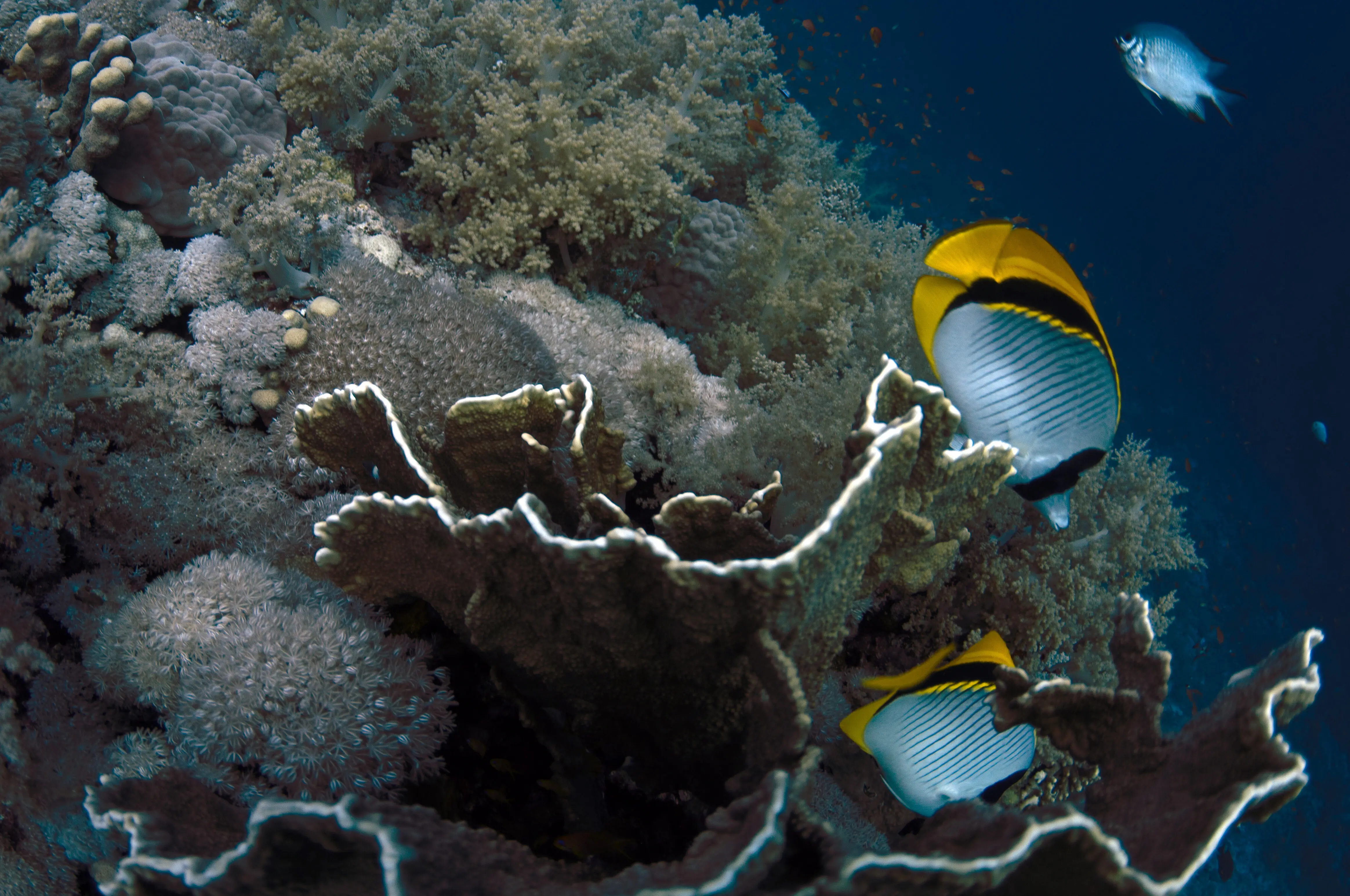 Im Meer schwimmende Fische