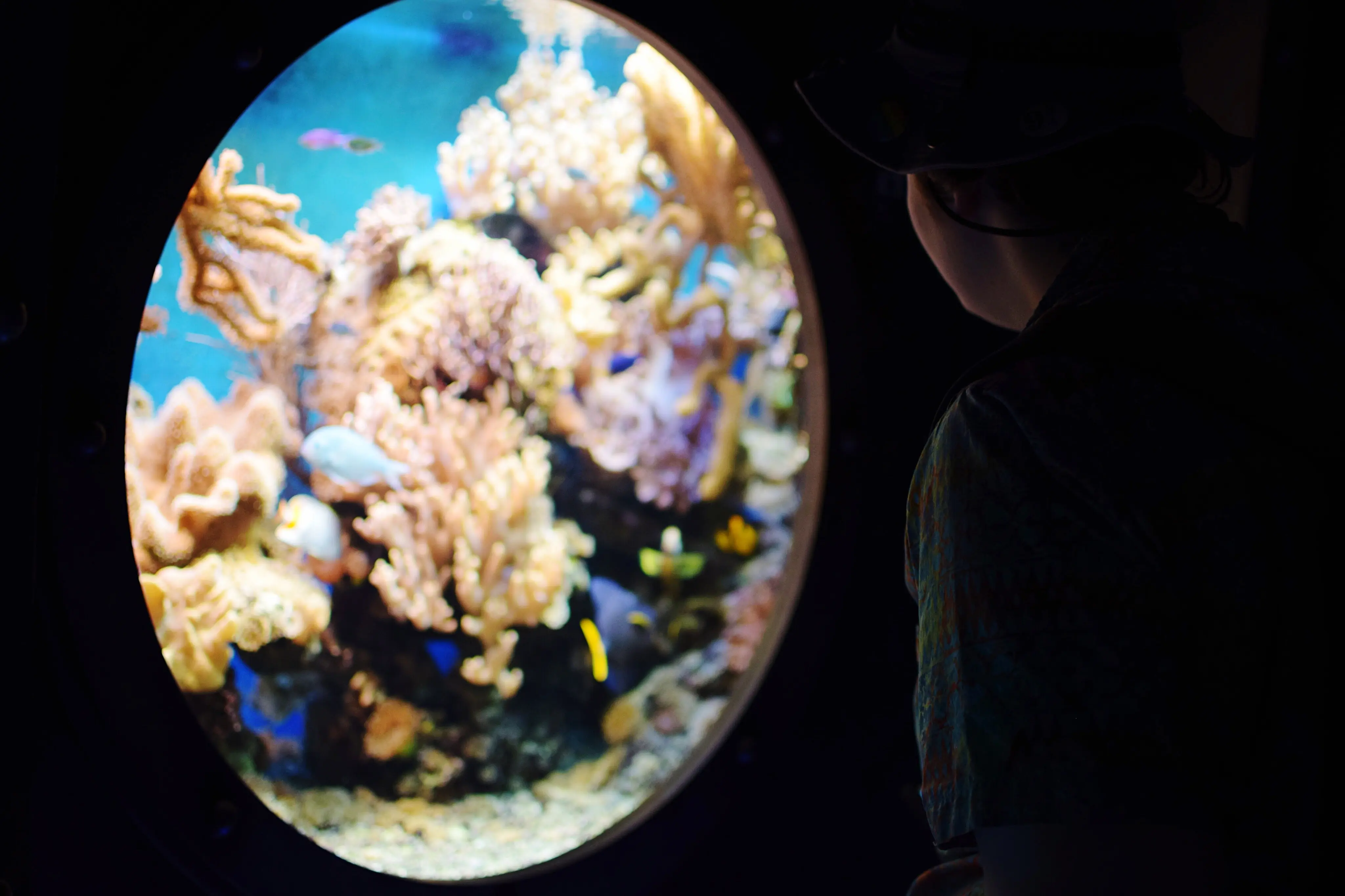 Eine Frau betrachtet ein Aquarium.