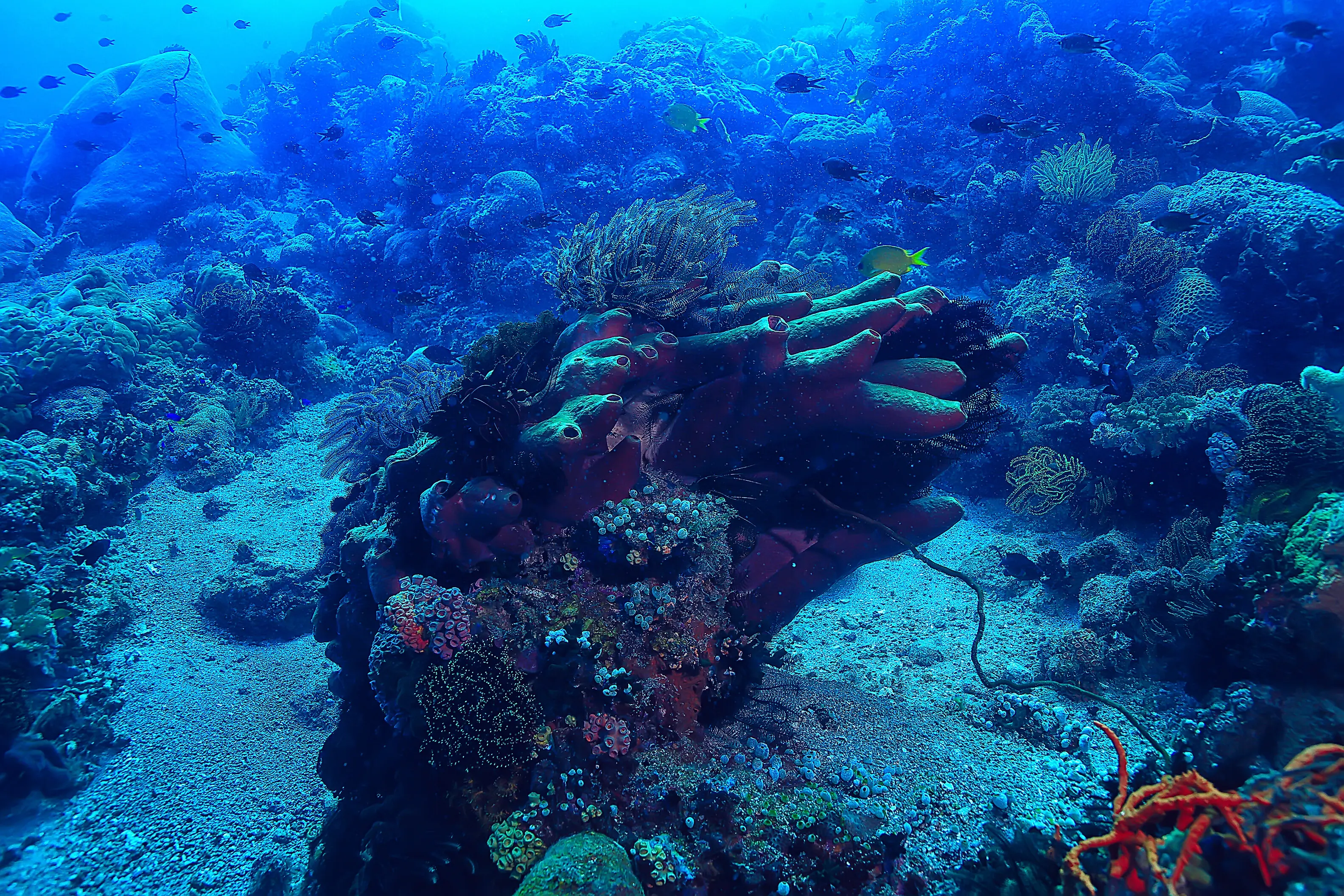 Korallenriff unter Wasser / Korallenlagune im Meer, Ökosystem des Ozeans